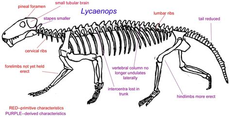 Cynodonts | Cynodonts Reptiles, Mammals, Palaeontology, Extinction, Prehistoric, Coal, Biology ...