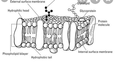 Draw the fluid- mosaic model of plasma membrane. Describe it's various parts also.{ Don't spam ...
