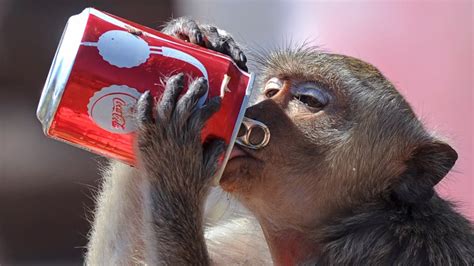 Feast on This: Monkey Buffet Festival in Thailand (PHOTOS) | Weather.com