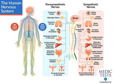 The nervous system is the command/control center of the body ...