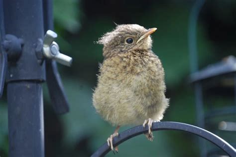 Do Robins Migrate?