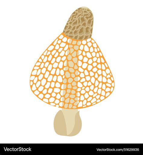 Bamboo mushroom veiled lady edible delicious Vector Image