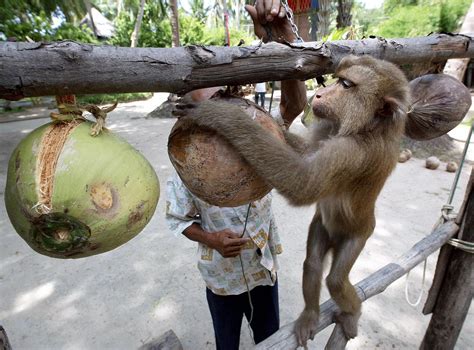 ‘Slave Monkey’ Scandal Forces Thailand to Rethink Coconut Trade - Bloomberg