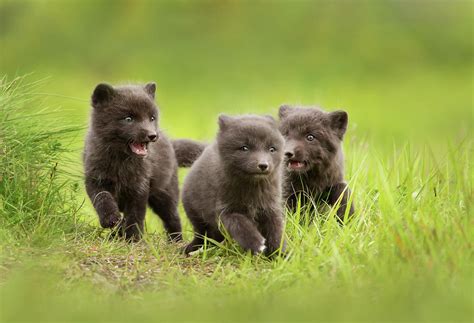 Close Up Of Arctic Fox Cubs Playing In A Meadow Photograph by Giedrius Stakauskas