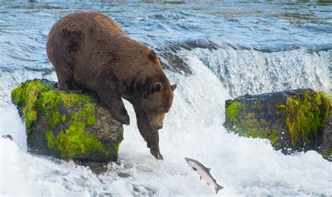 Wildlife Safari in Wrangell St Elias National Park - Kated