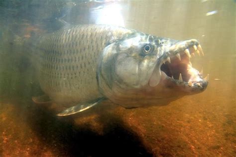 Giant Otter v Goliath Tigerfish - Carnivora