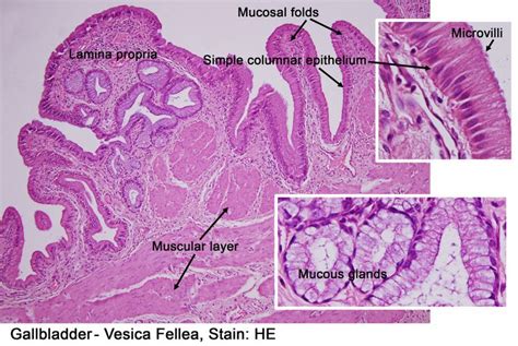 Collection of Histological Sections | Gallbladder, Bladder, Lunar calendar