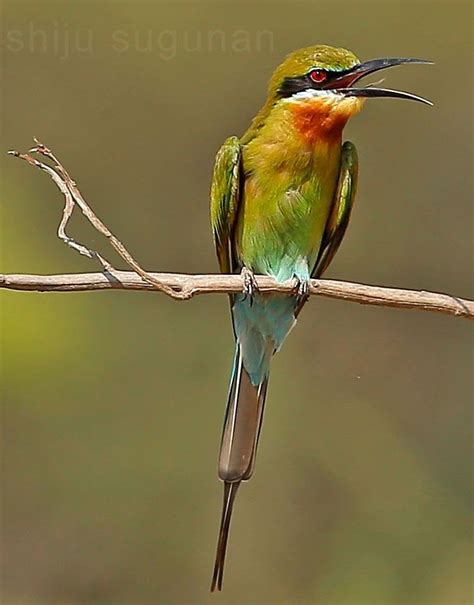 Cranium Bolts: Birds at Hesaraghatta lake | Birds, Lake, Photo tour