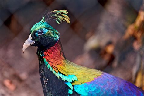 Colorful bird | This is a Himalayan monal, living in the zoo… | Flickr