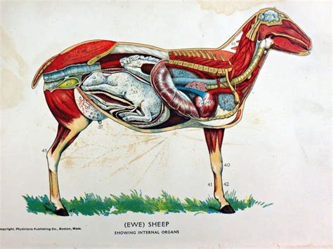 An original veterinary anatomy dissection bookplate print of a pregnant ...