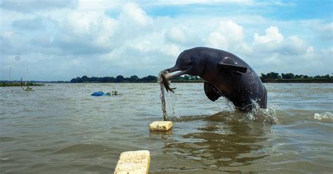 Gangetic dolphin’s fish hunt picks from Sanctuary Wildlife