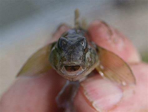 Conservation conundrum: When invasive species benefit native species - Catalyst