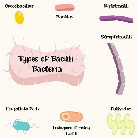 Types of bacilli bacteria 6645985 Vector Art at Vecteezy