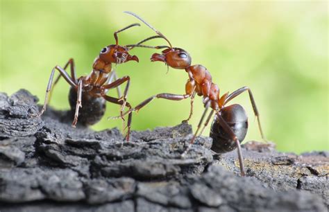 The meaning and symbolism of the word - «Ants»