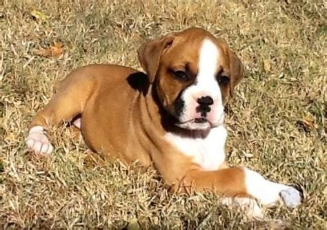 European Boxer Puppies! Only 2 Available!! for Sale in Oklahoma City, Oklahoma Classified ...