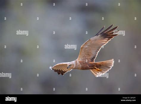 Western marsh-harrier (Circus aeruginosus) male, collecting nesting ...