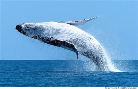 Whale wallpapers, Animal, HQ Whale pictures | 4K Wallpapers 2019