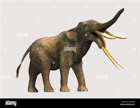 Stegotetrabelodon is an extinct, four tusked, prehistoric cousin of the elephant, a type of ...