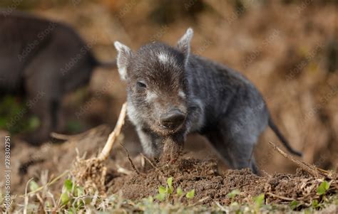 Wild Boar Piglet Stock Photo | Adobe Stock