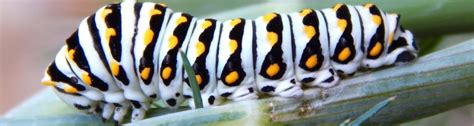 Q: What kind of caterpillar is this? It looks similar to a monarch ...