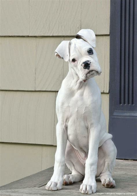 White boxer with a very cute head tilt! | Boxer puppies, White boxer dogs, Boxer dogs