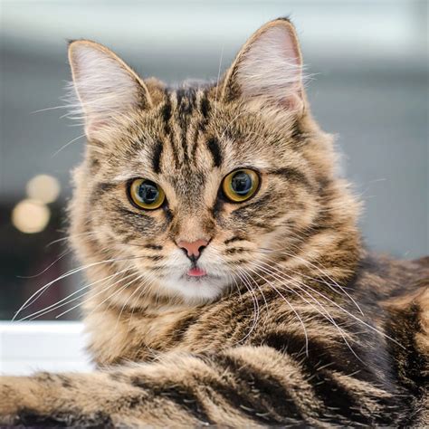 Best Breed of House Cat | Greensboro Vets