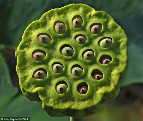 Trypophobia the fear of holes causes the brain to work harder | Daily ...