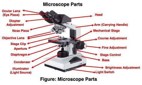 Microscope, Microscope Parts, Labeled Diagram, and Functions