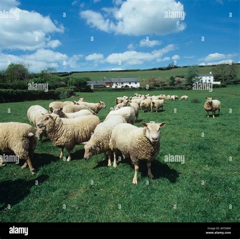 Charollais sheep hi-res stock photography and images - Alamy