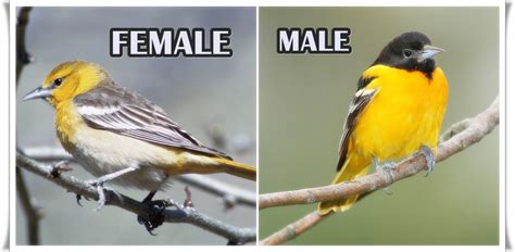 Identification of Baltimore Oriole Female & Male