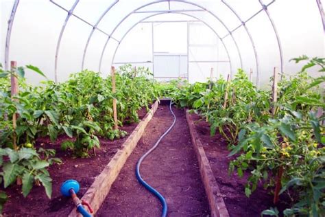 The Solid Roof For Greenhouses: 40 Pros And Cons – Backyard Sidekick