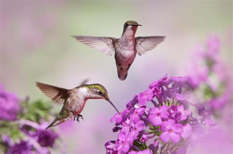 Hummingbirds Among Phlox | Wild birds photography, Hummingbird ...