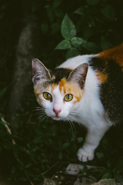 Calico Cat - Desktop Wallpapers, Phone Wallpaper, PFP, Gifs, and More!