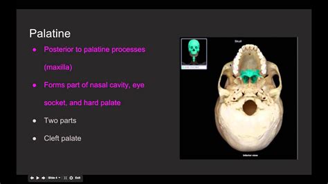 Bone Markings of Mandible and Palatine Bones - YouTube