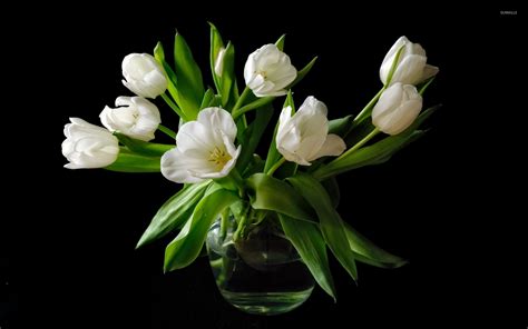 Immaculate white tulip bouquet wallpaper - Flower wallpapers - #48694