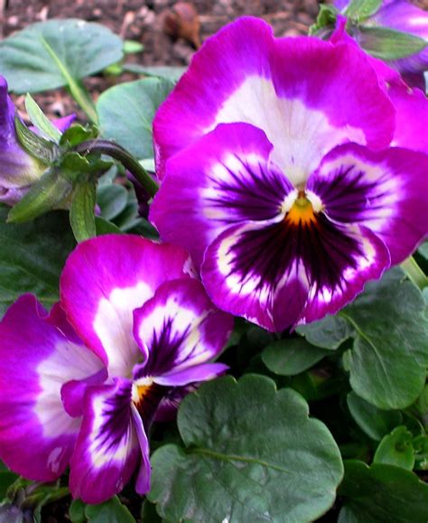 Dallas Purple Pansies | Paisaje para pintar, Paisajes, Pintar