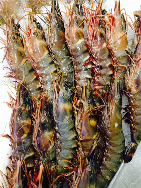 Fresh Jumbo Tiger Prawns - Ocean Wave Fisheries