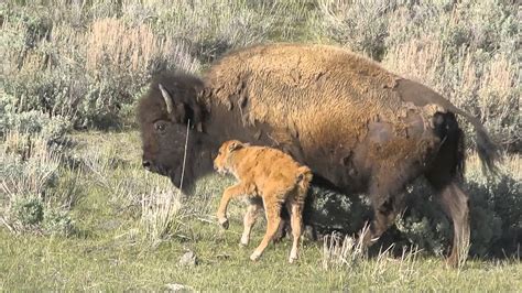 Bison Calf, Yellowstone National Park - YouTube