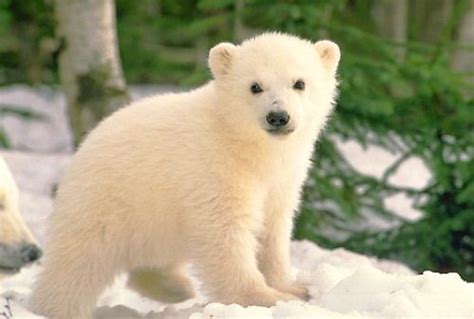 10 Interesting Polar Bear Facts | My Interesting Facts