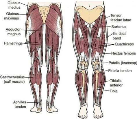 Tendons In The Hip Diagram