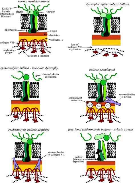 Mechanobiology of Epidermal Keratinocytes: Desmosomes, Hemidesmosomes ...