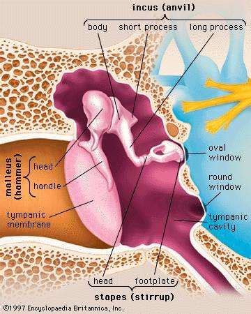 Malleus | anatomy | Britannica.com