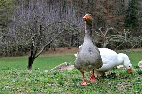 What Is a Male Goose Called? [Male Goose Name]