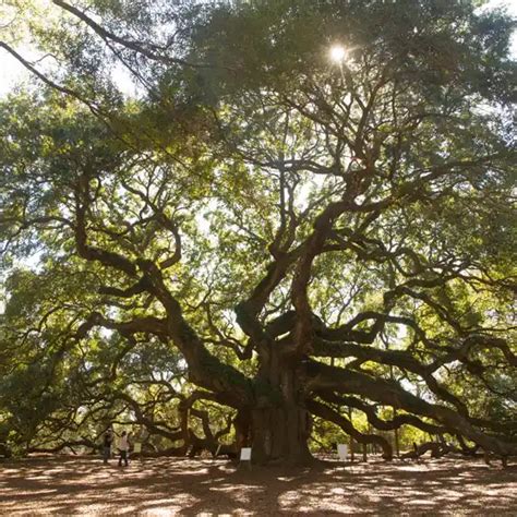 10 Reasons A Visit To The Angel Oak Is Heavenly | Charleston.com