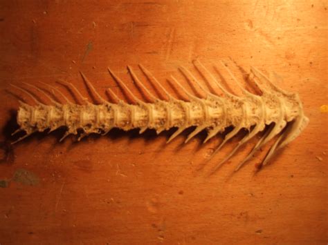 Image*After : images : tabus skeleton fish fossil spine brown