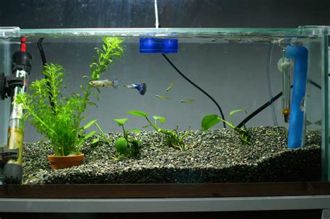 Guppy Aquarium Setup: the Things You Need for Keeping a Guppy