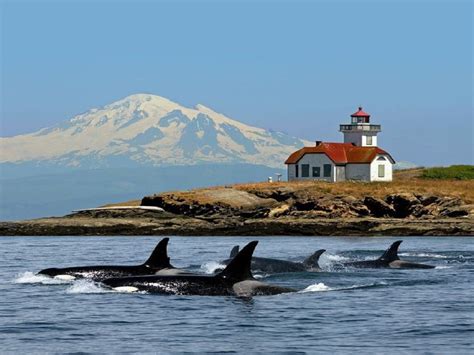 Whale Watching Tours in San Juan Islands: Experience the Thrill