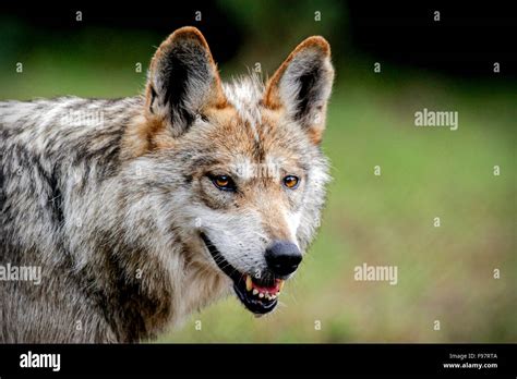 Endangered, Mexican Gray Wolf Stock Photo - Alamy