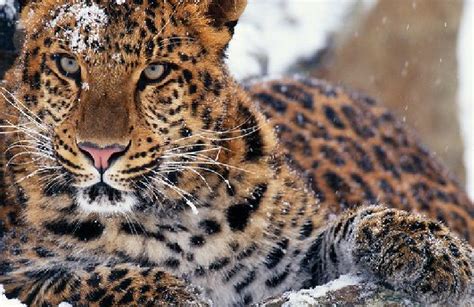 Animal Pedia: Amur Leopard- Most Critical Endangered Leopard