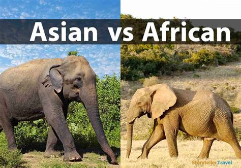 African vs Asian Elephants: 14 Key Differences Compared | Storyteller Travel